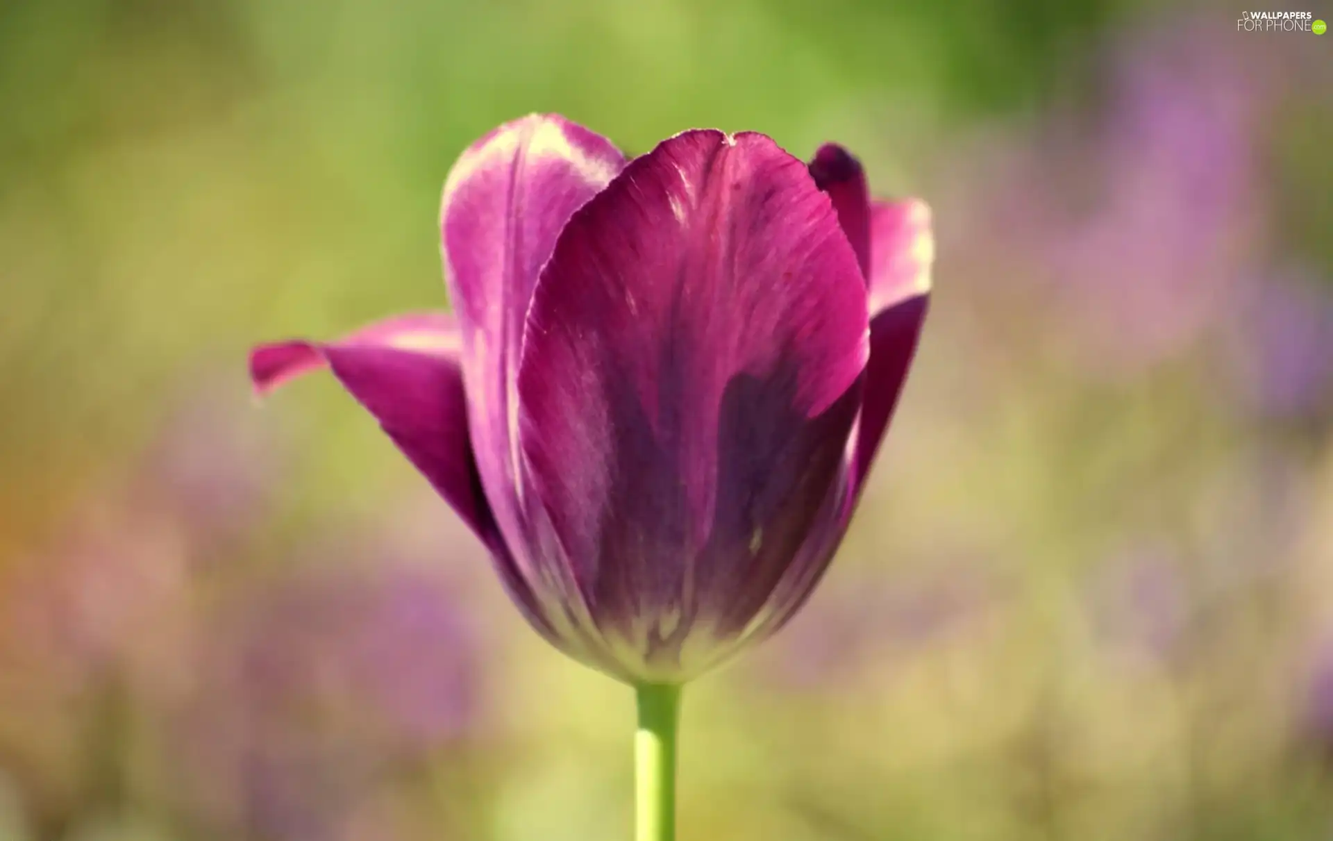 Violet, tulip