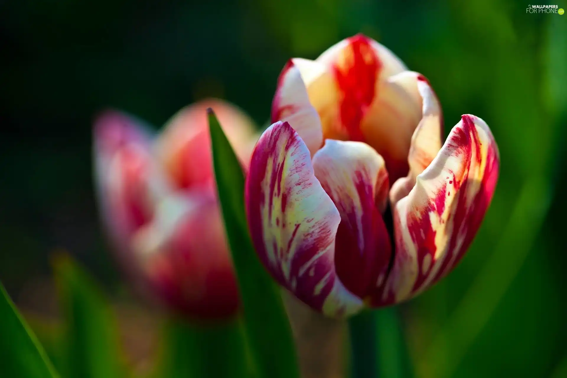 tulip, red, White