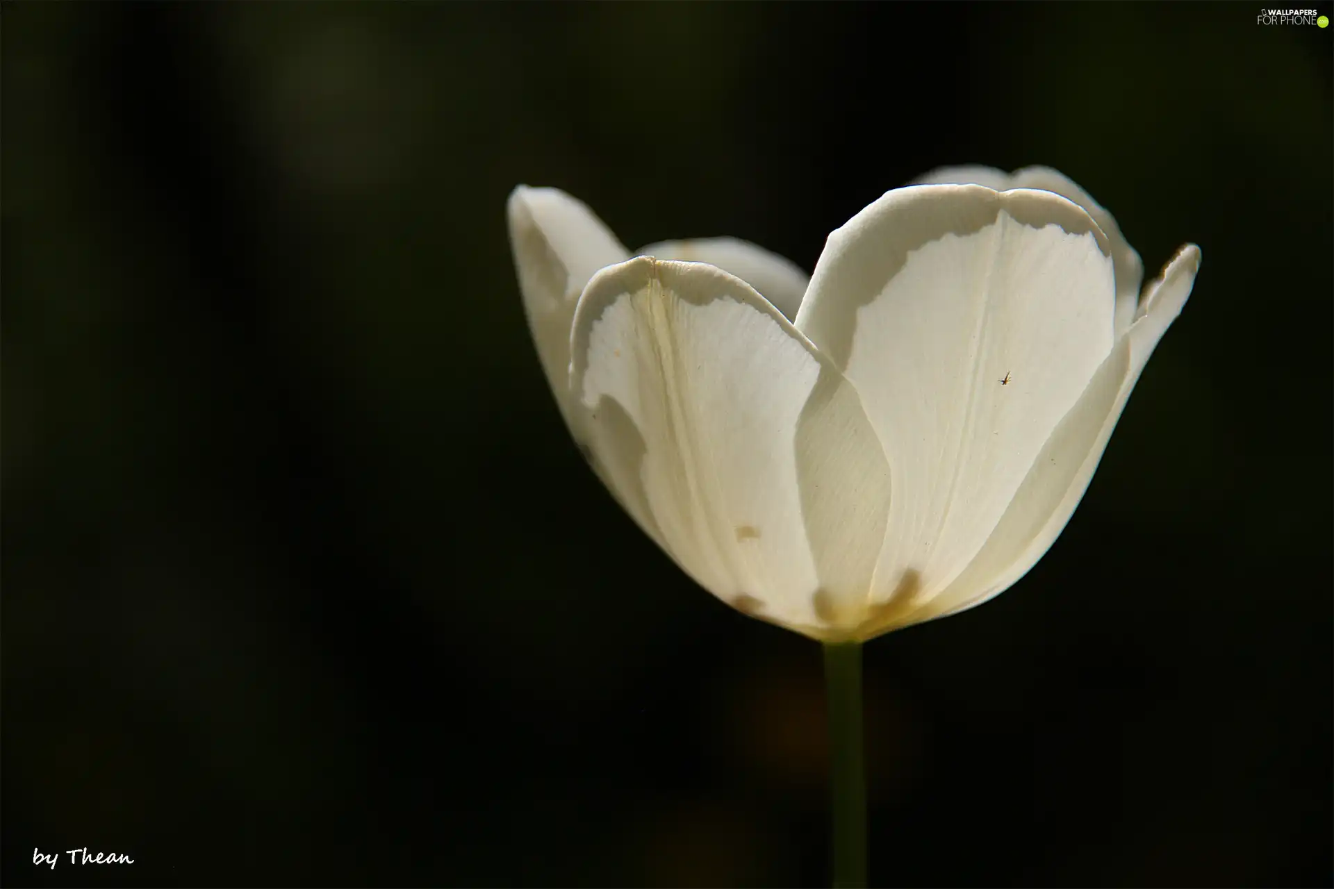 White, tulip