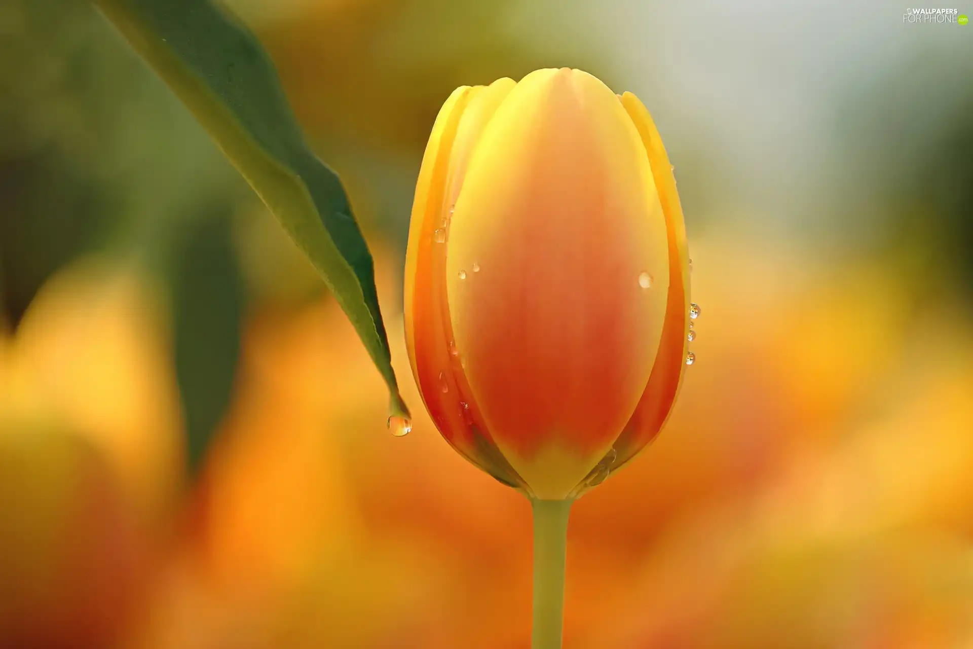 Yellow, tulip
