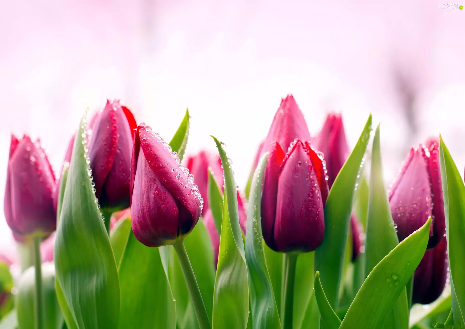 Tulips