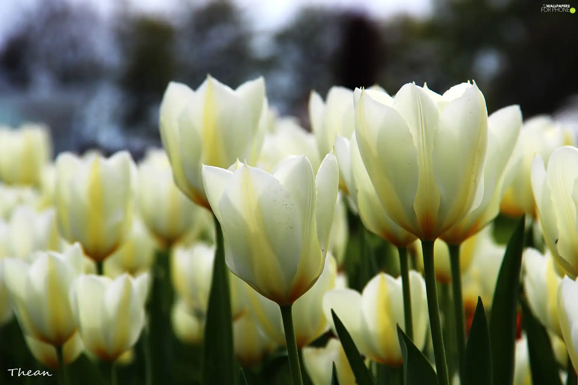 Tulips