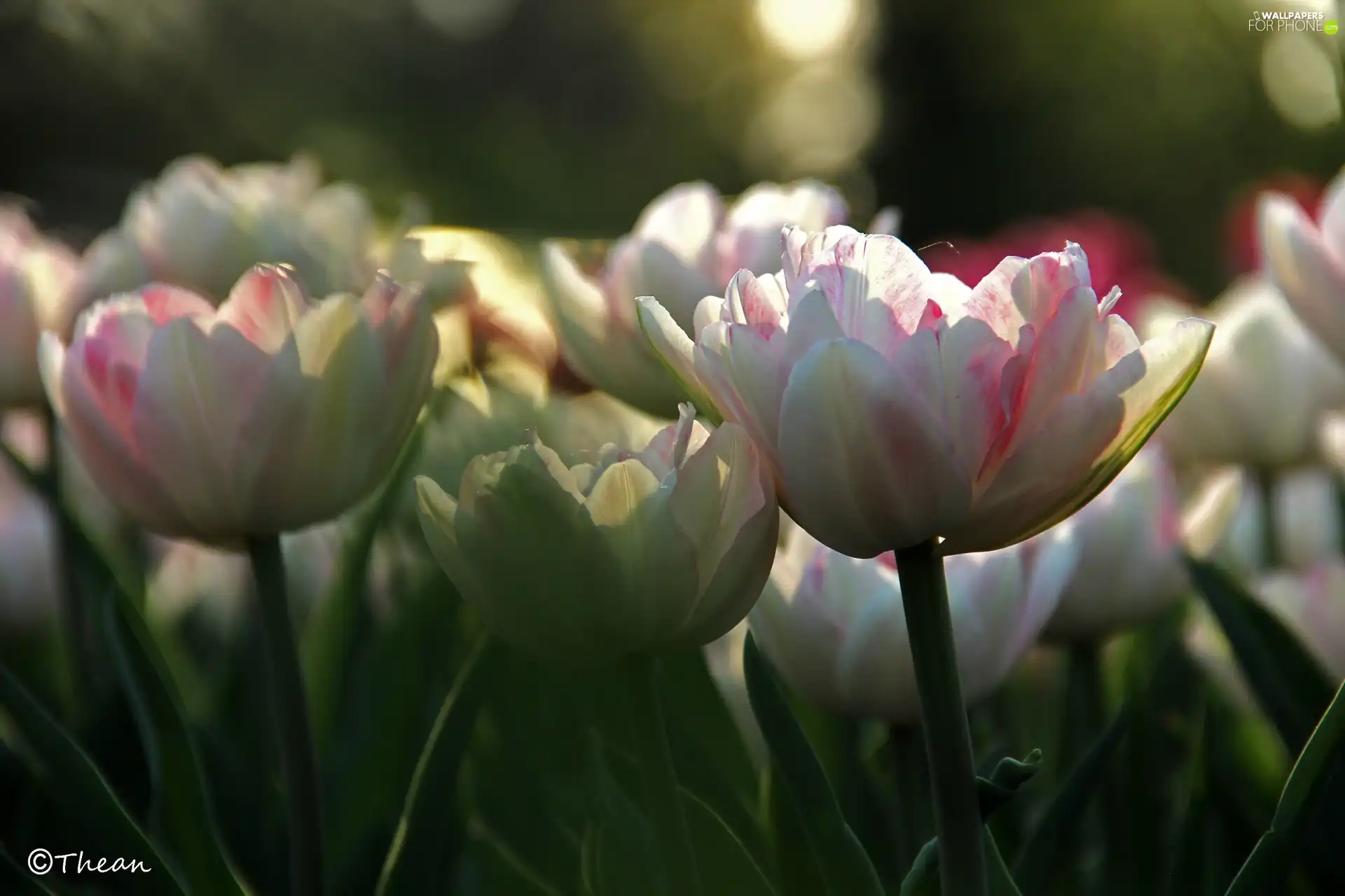 flakes, white and Pink, Tulips