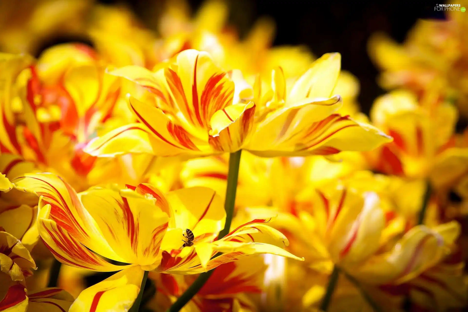 Tulips, Yellow, bloom