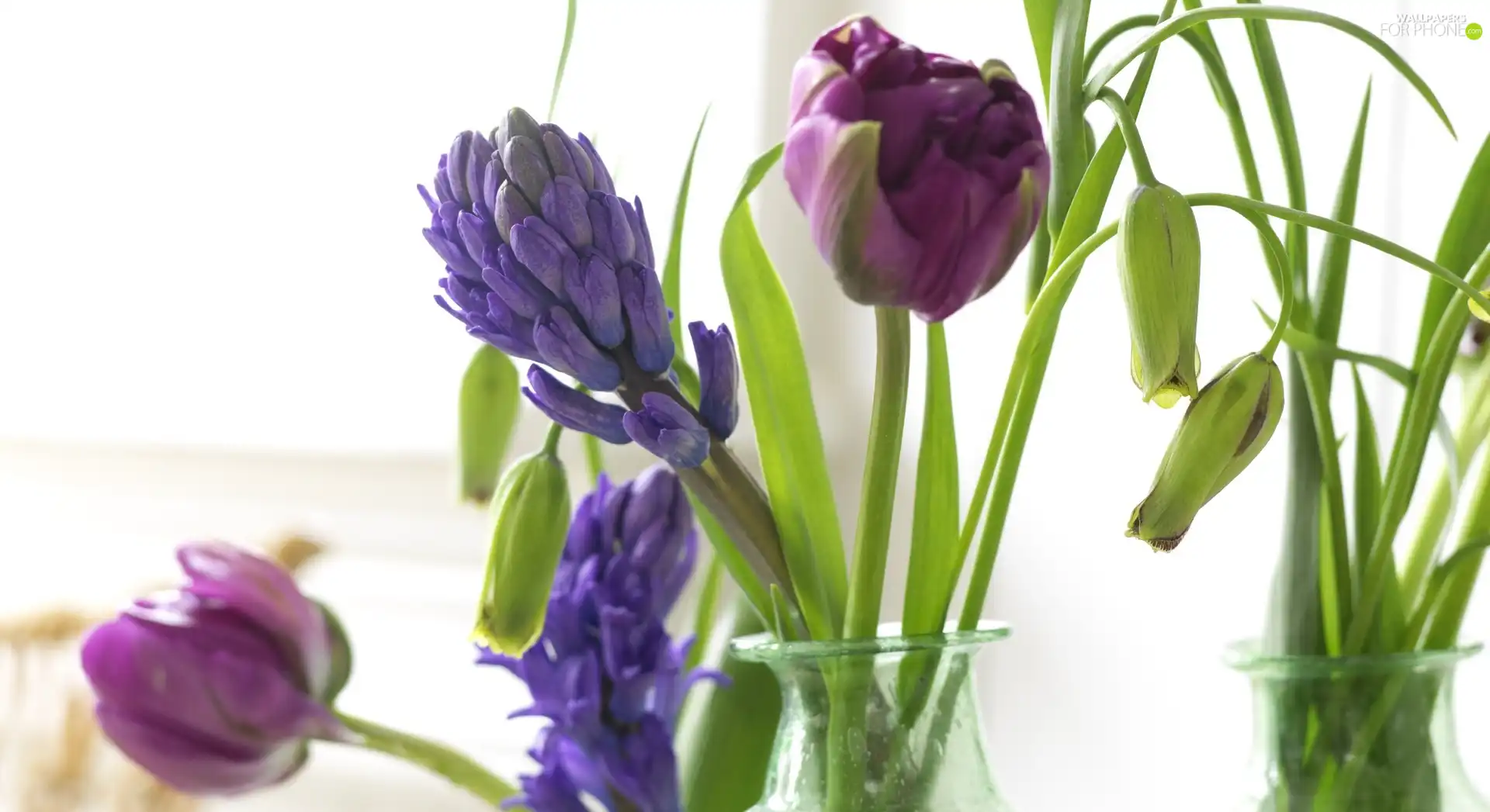 Blue, purple, Tulips, Muscari