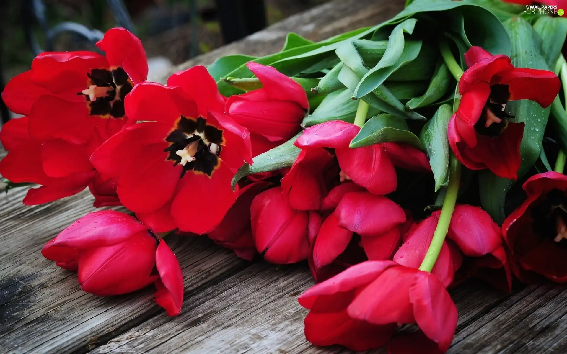 bouquet, tulips