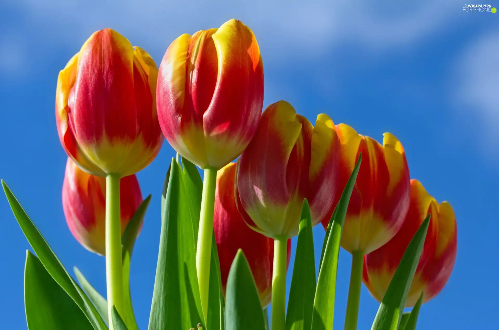 bouquet, Tulips