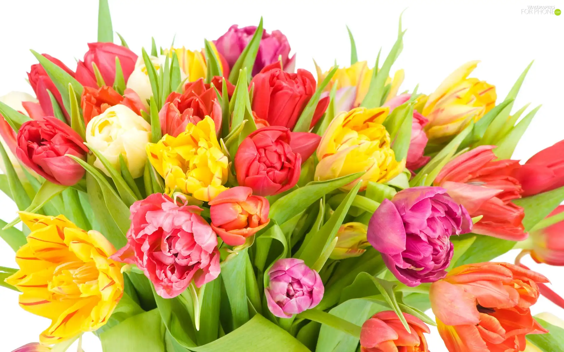 tulips, large, bouquet