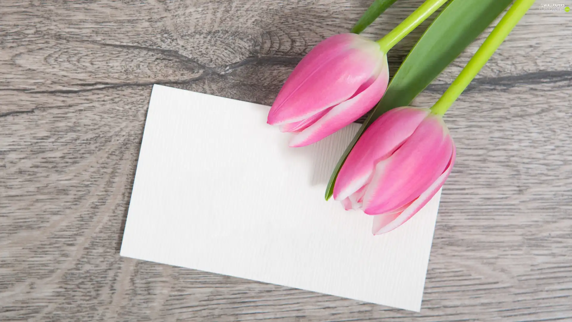 card, boarding, Pink, Tulips, Two cars