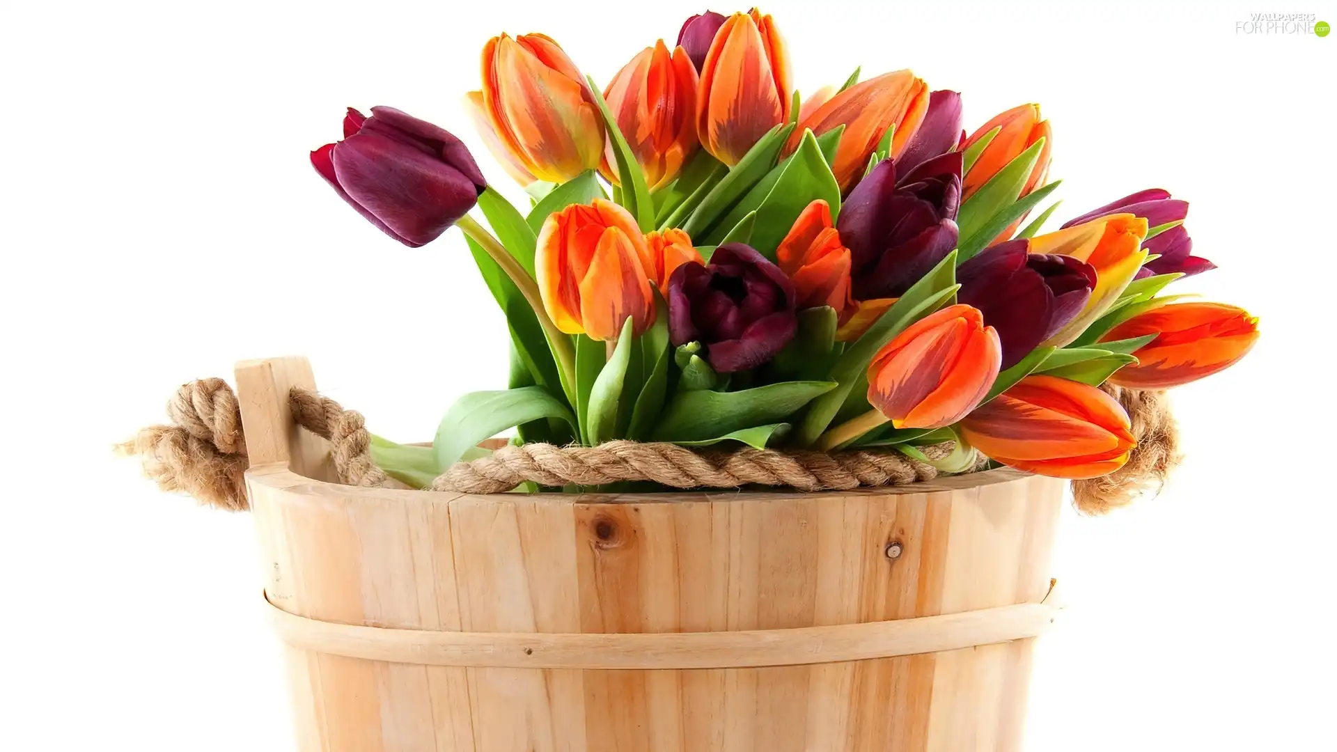 Tulips, wooden, Ceberek