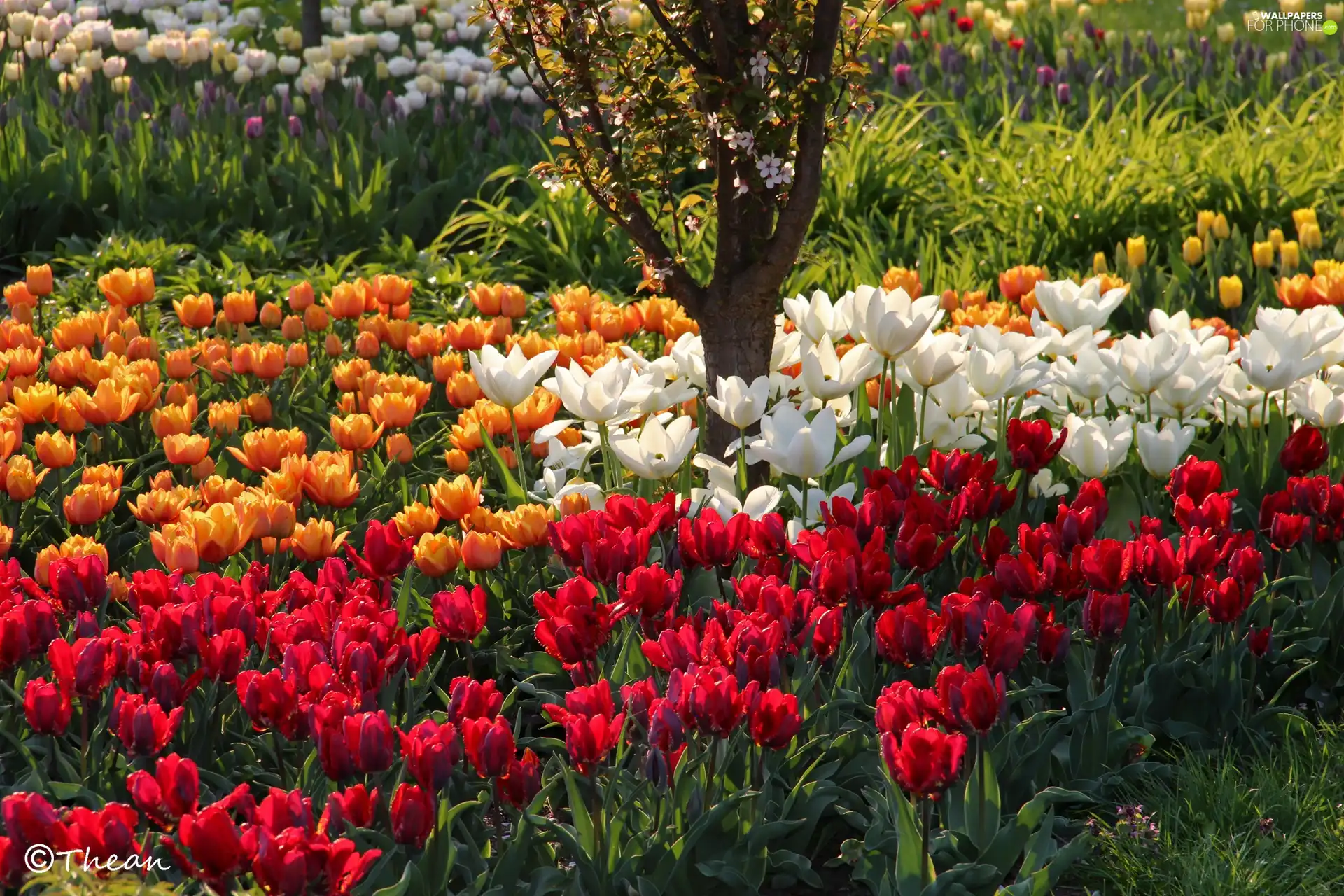 color, Tulips