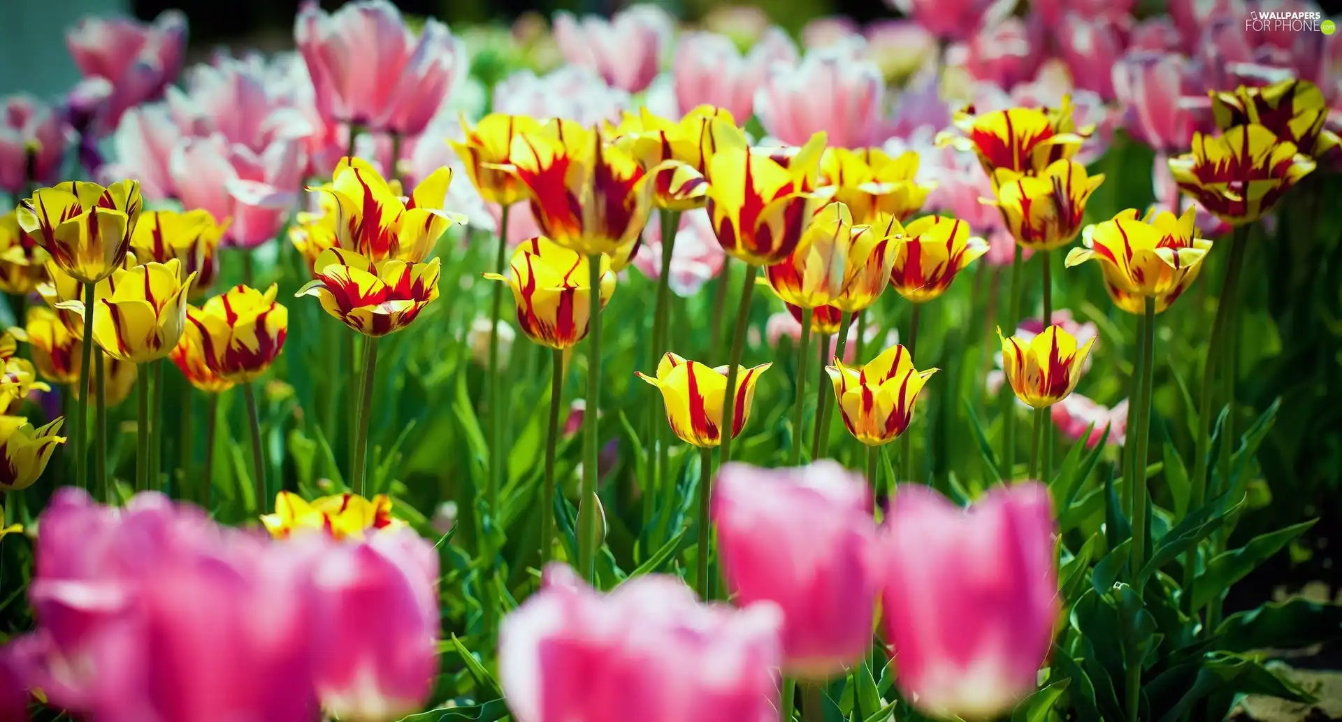 color, Tulips