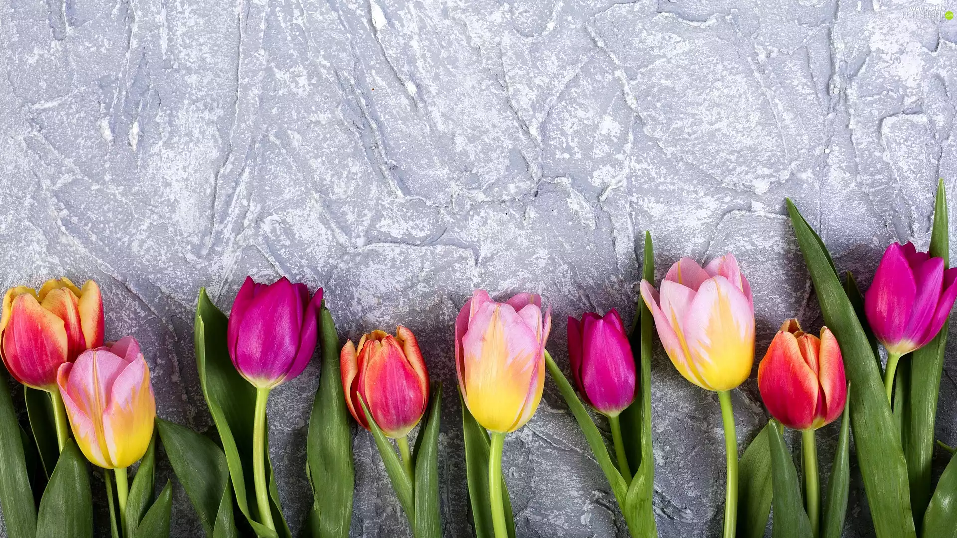 color, Grey, background, Tulips