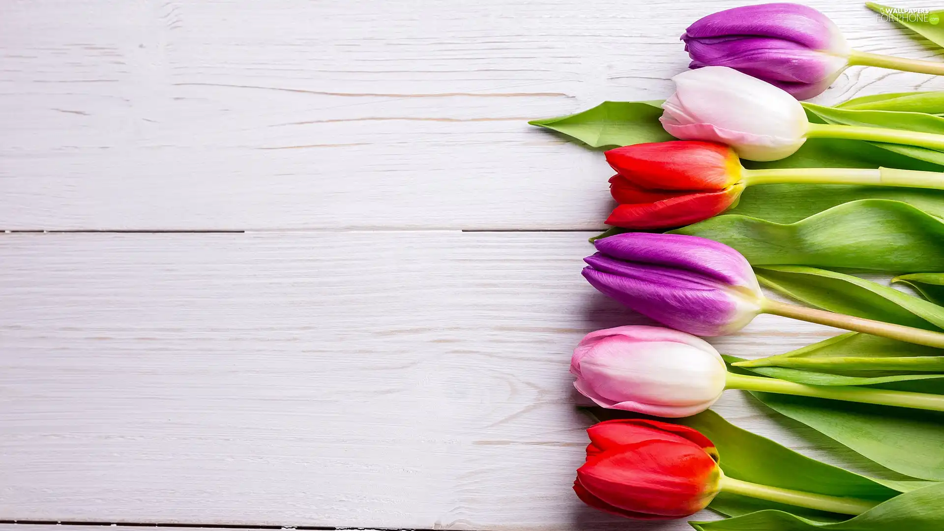 color, White, boarding, Tulips