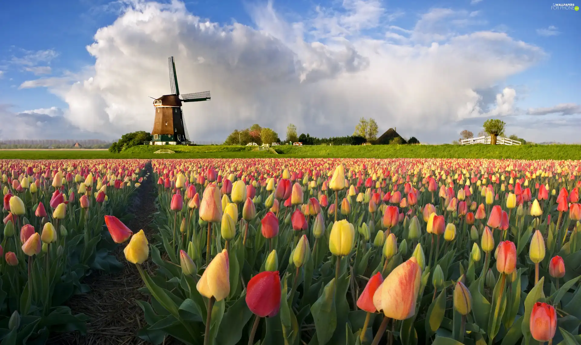 Tulips, Windmill, color