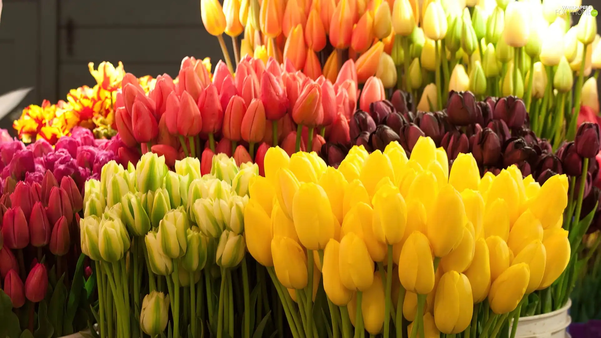 tulips, armful, Colorful