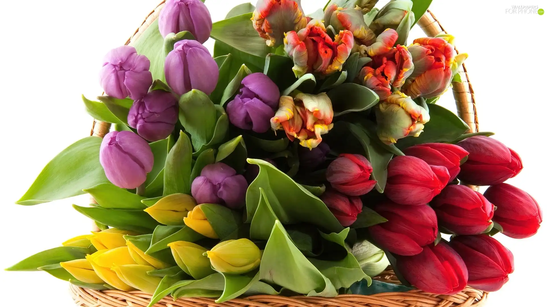 tulips, bouquet, Colorful