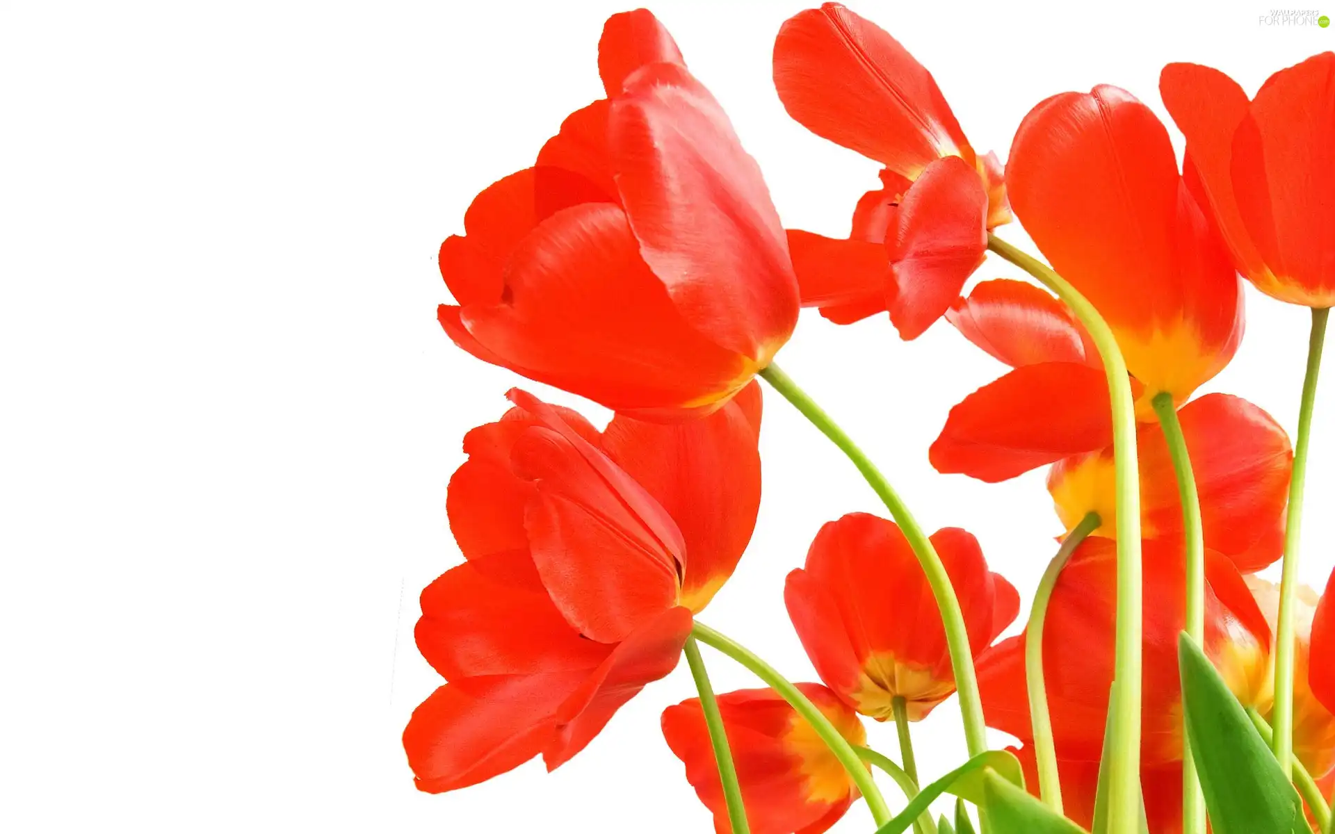 Tulips, Red, developed