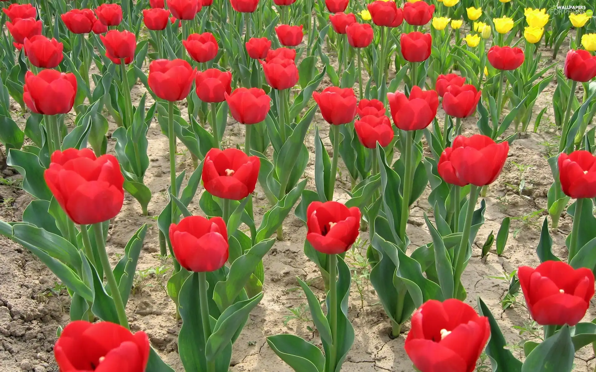 Field, tulips