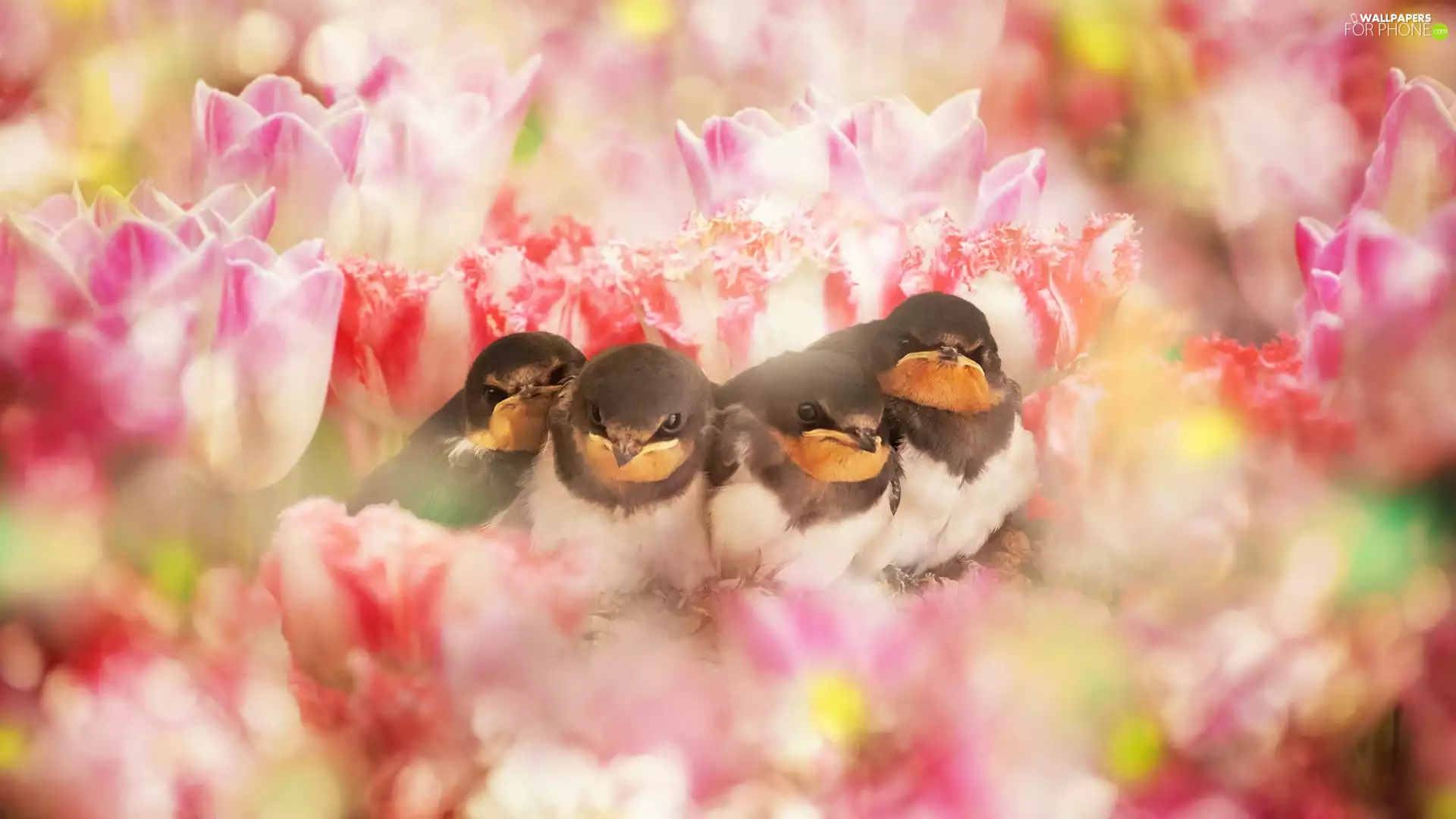 Tulips, birds, Flowers
