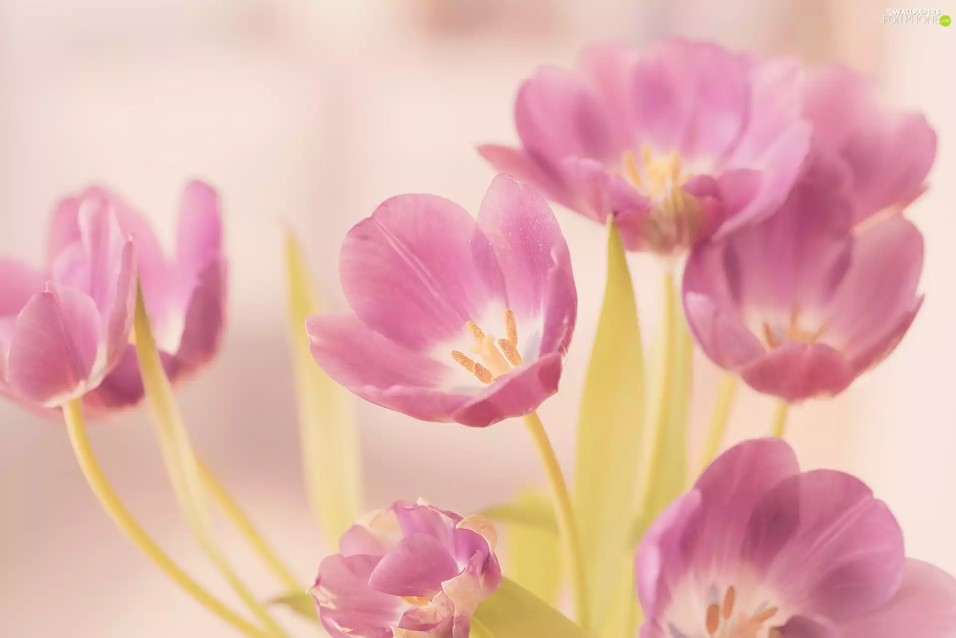 Tulips, Pink, Flowers