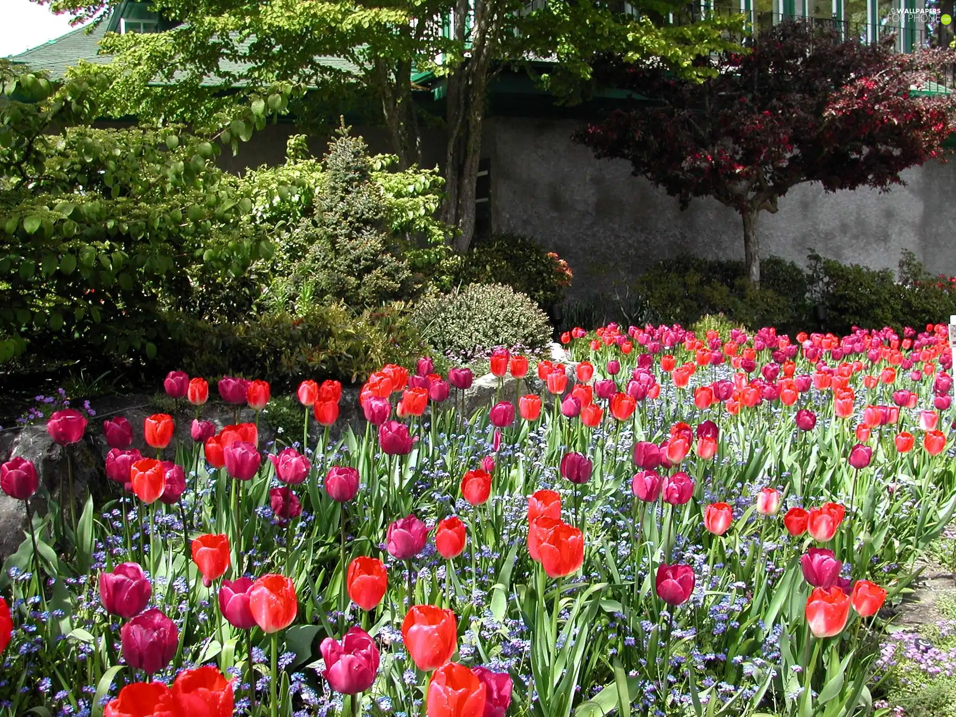 Garden, Tulips