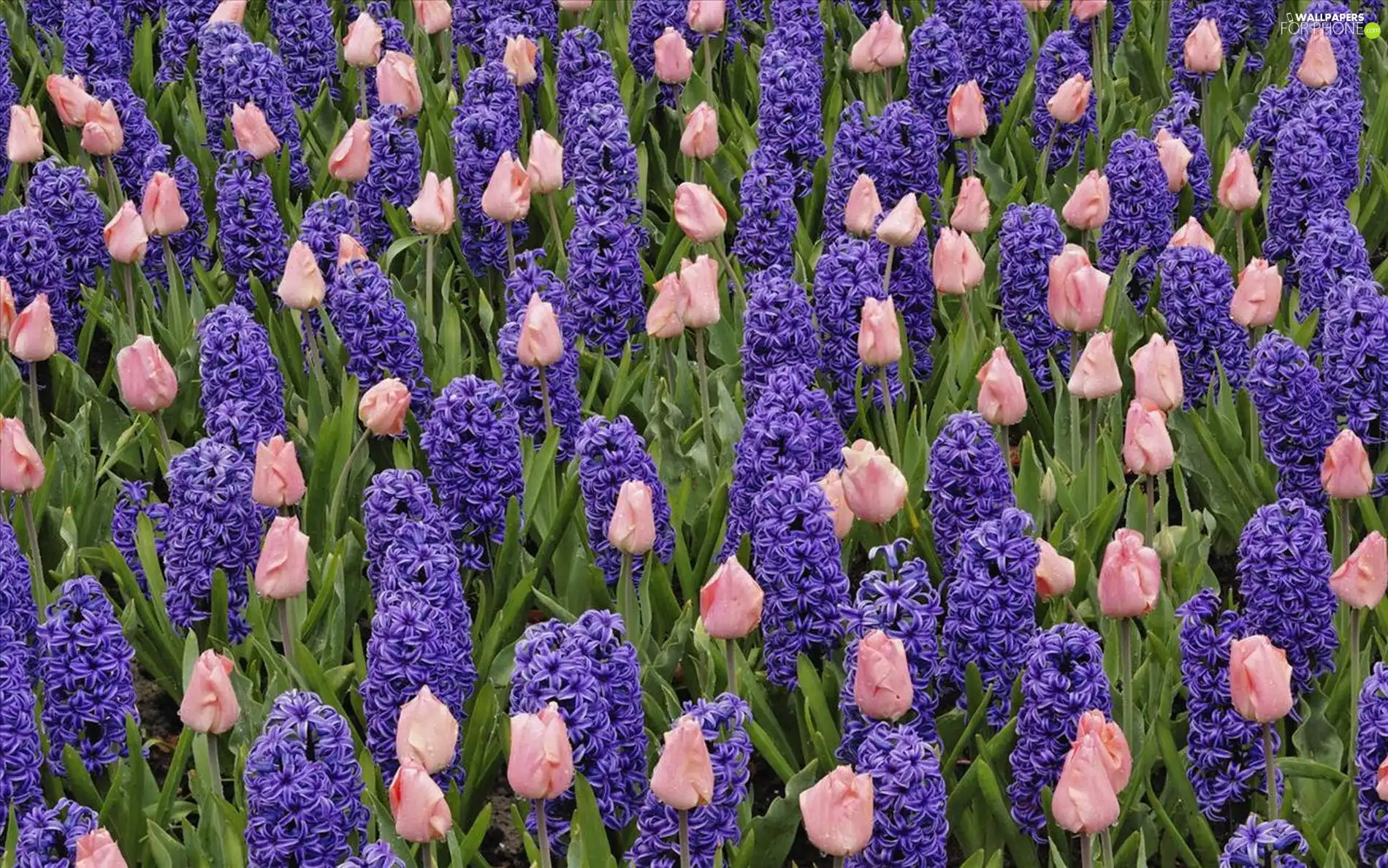 tulips, Field, hyacinths