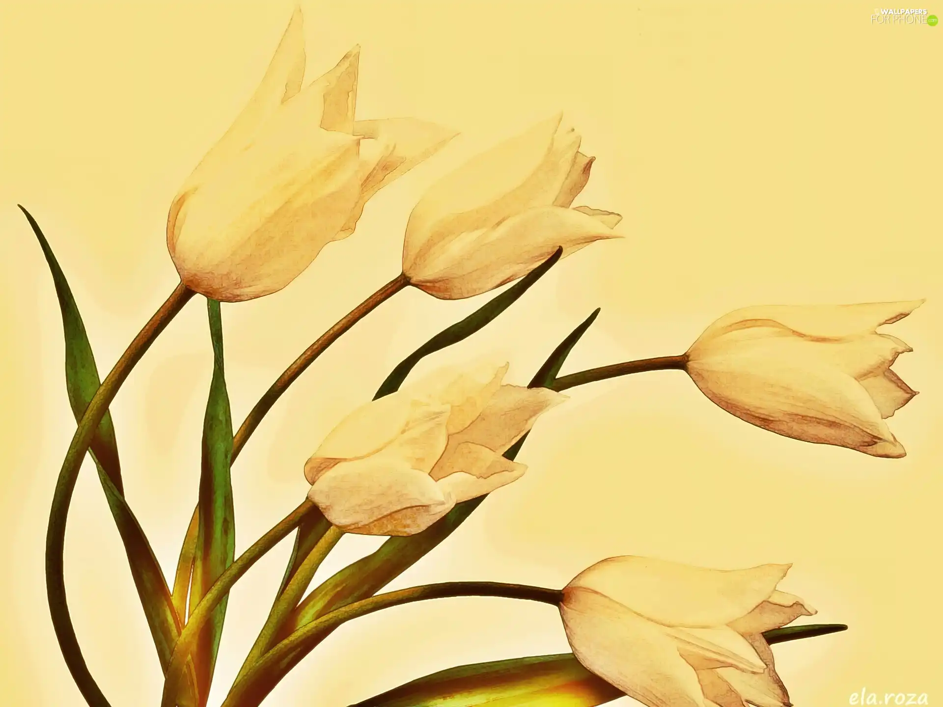 inclined, Tulips