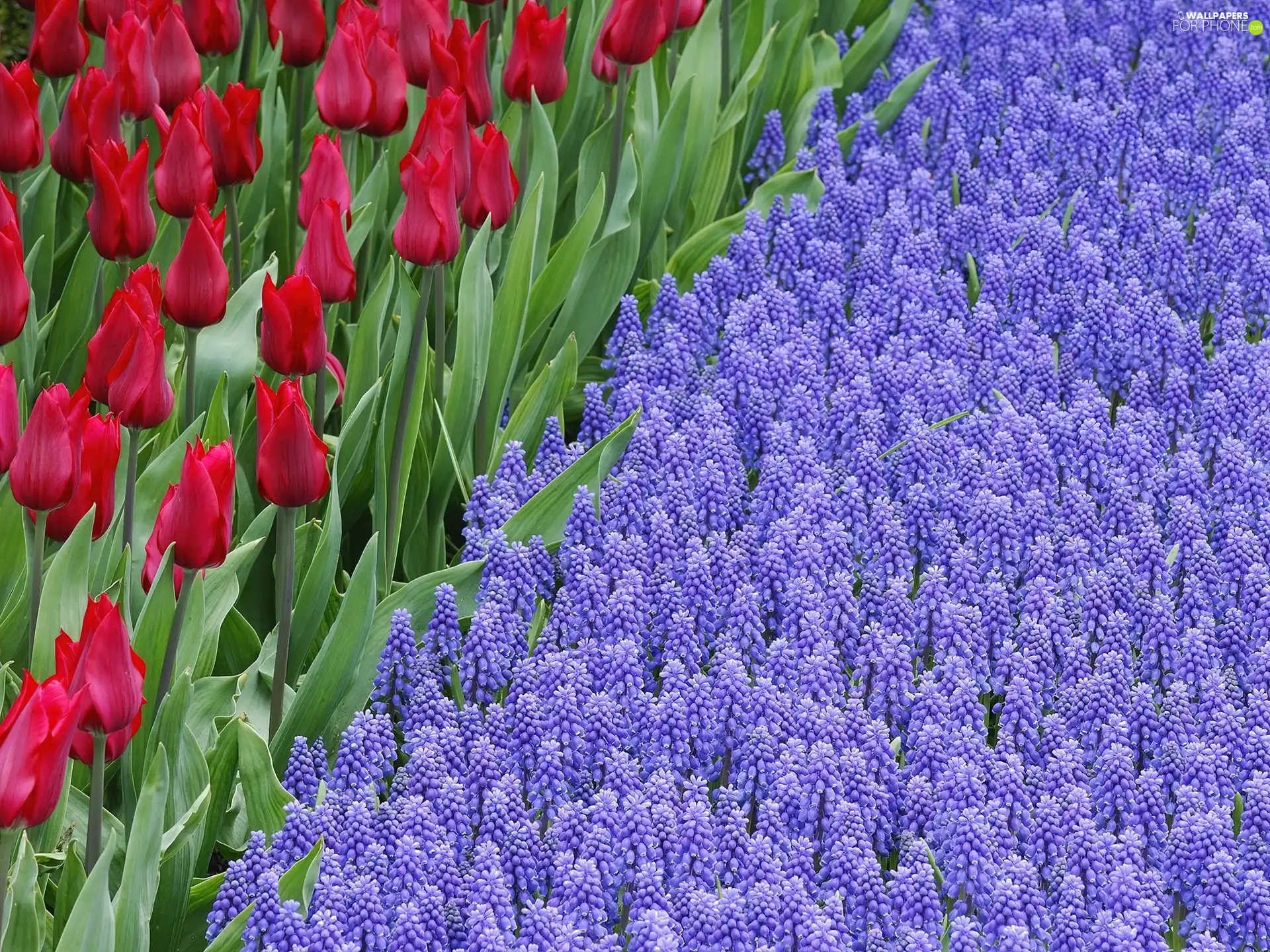 Tulips, Muscari, Flowers, Red, beatyfull