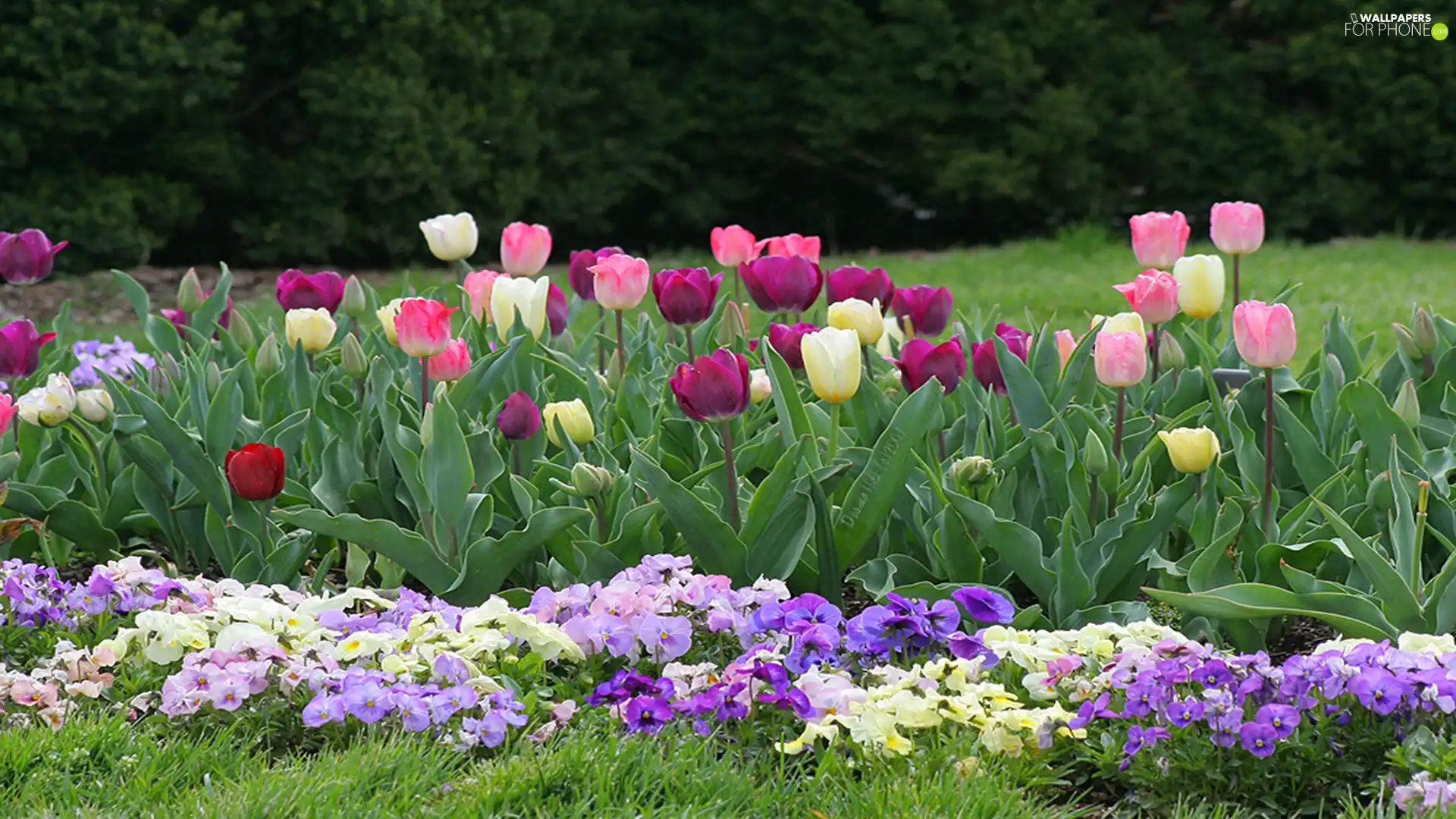 Tulips, Garden, pansies