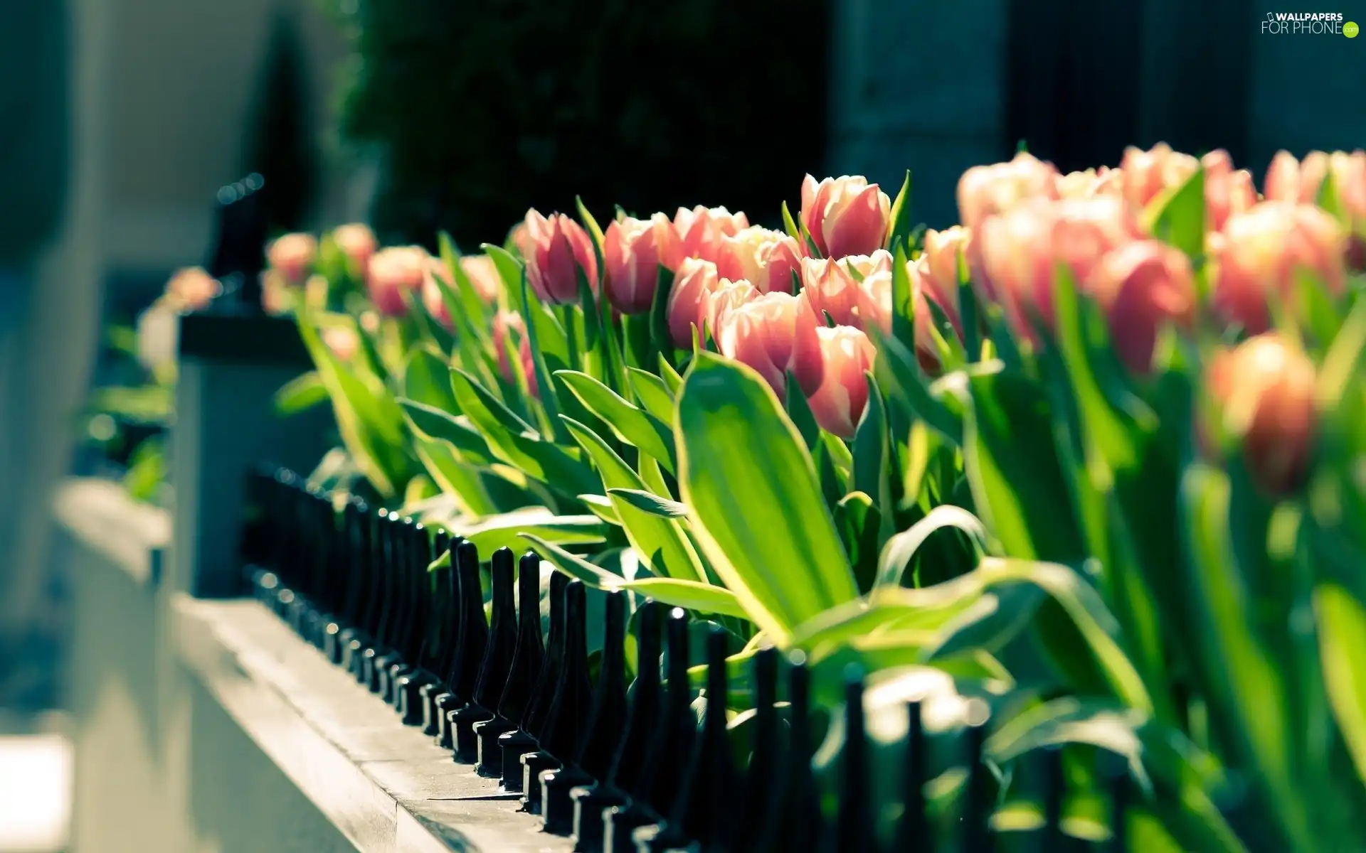 Pink, Tulips