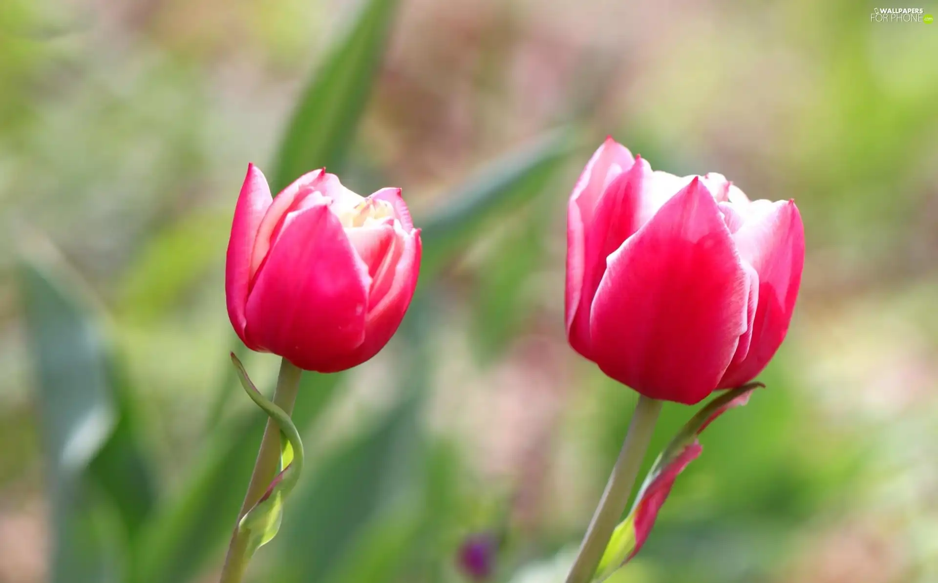 Pink, Tulips