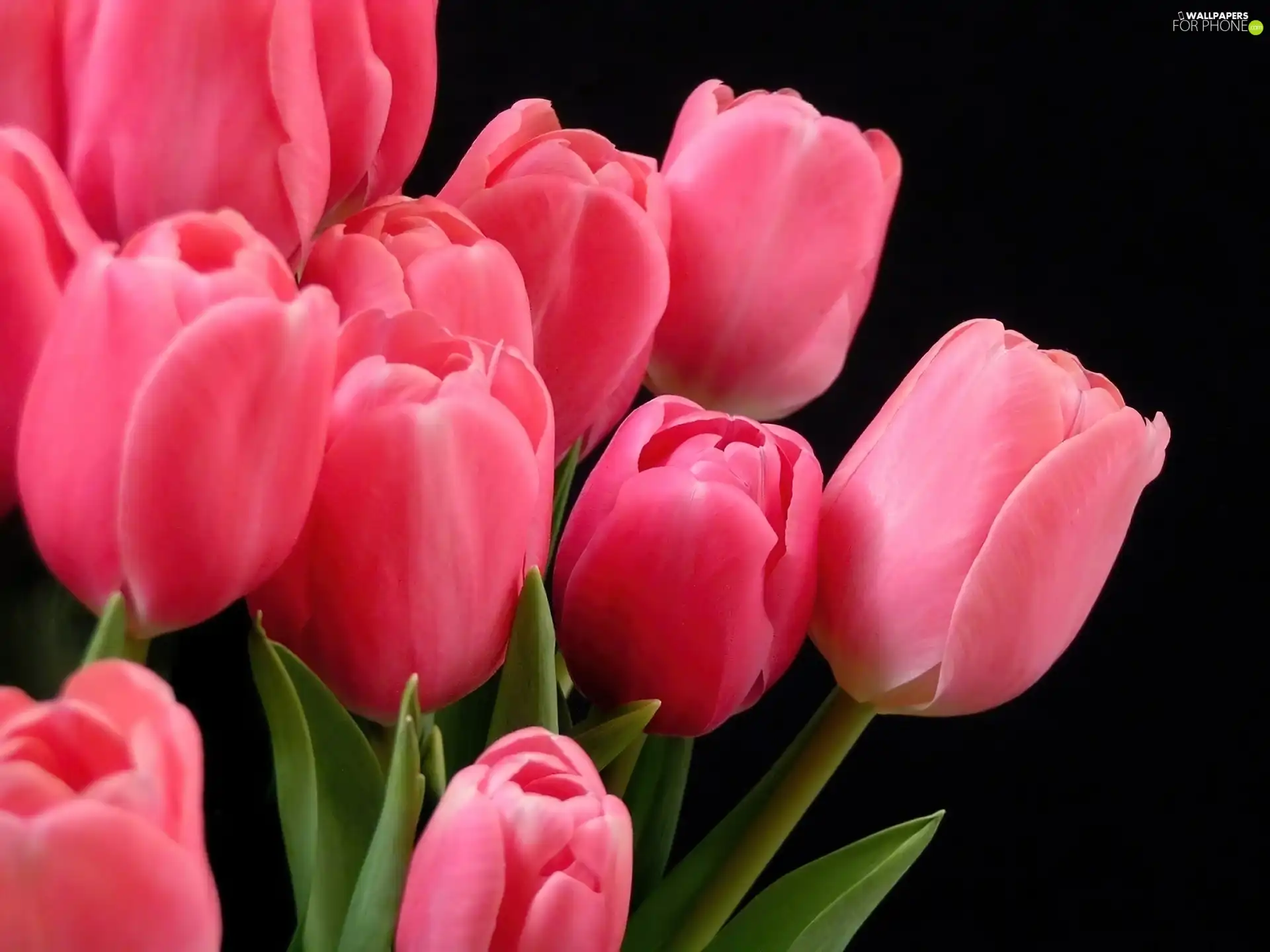 Pink, Tulips