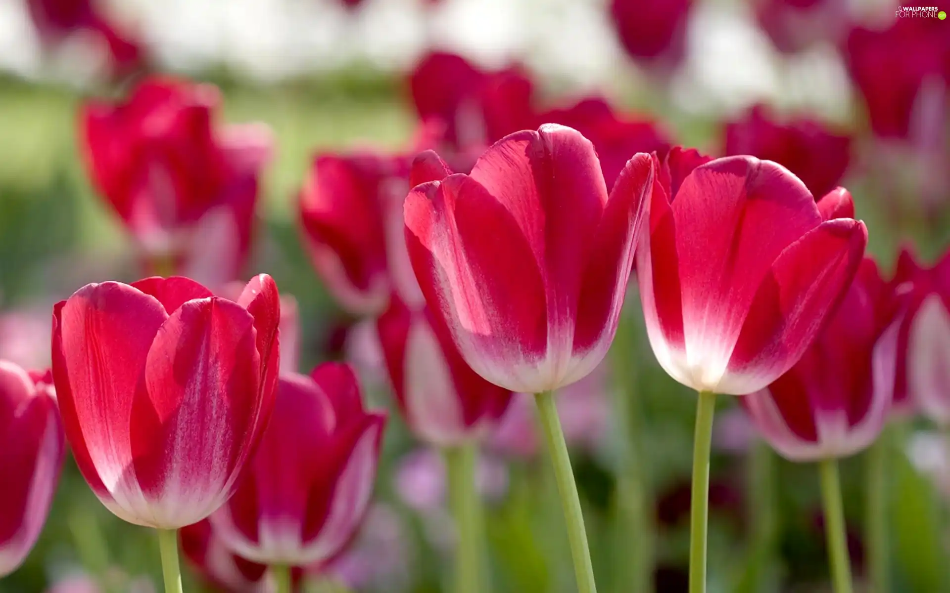 Pink, Tulips