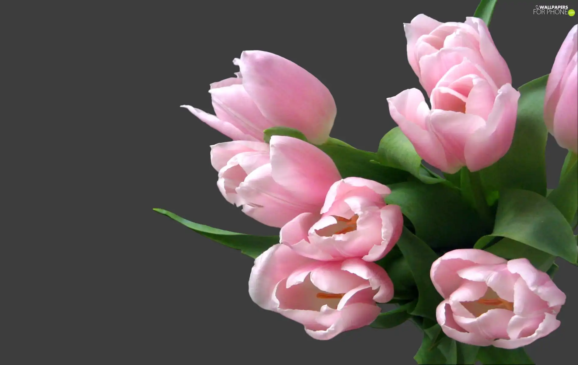 Pink, Tulips