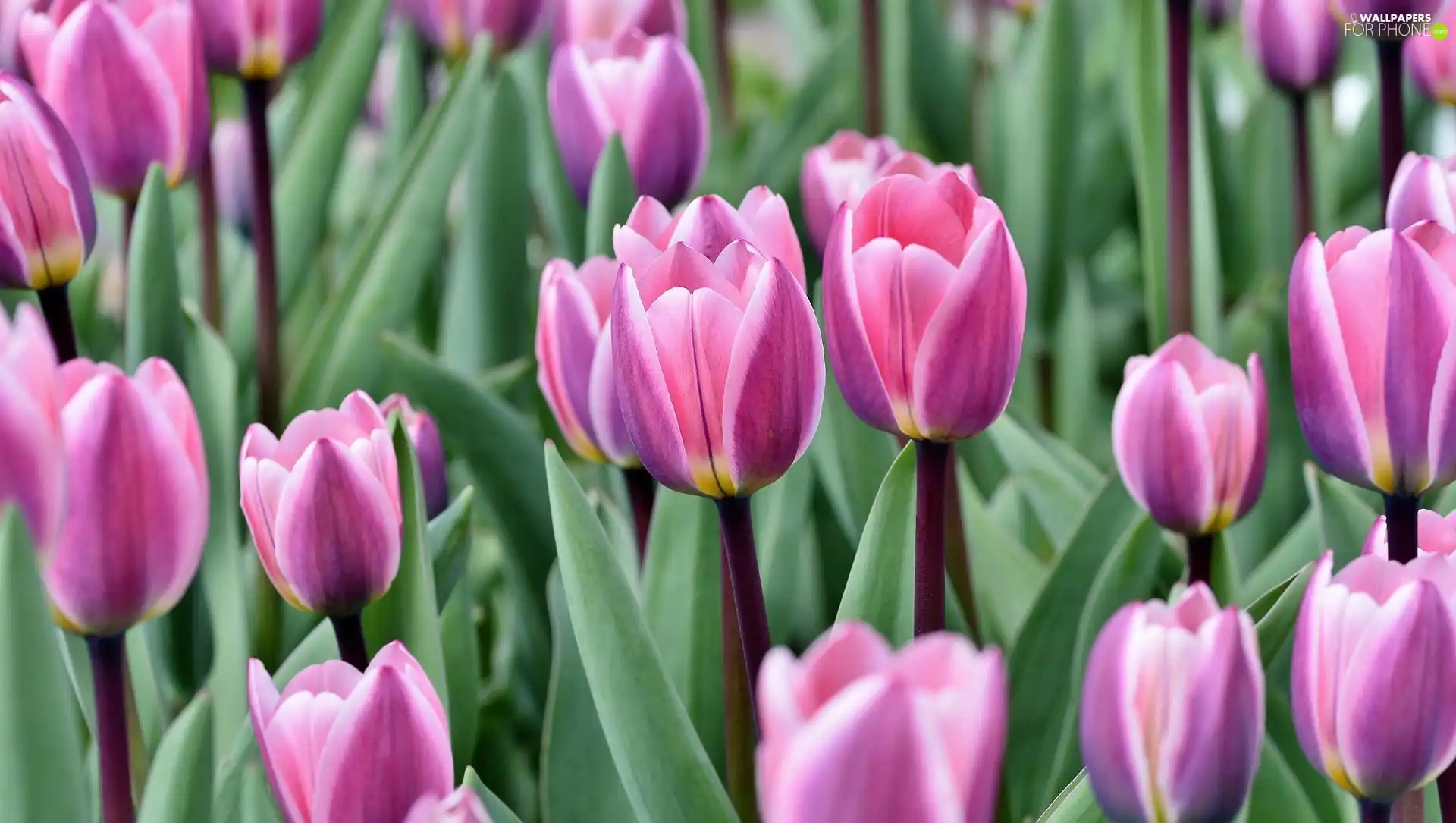 Tulips, flourishing, Pink