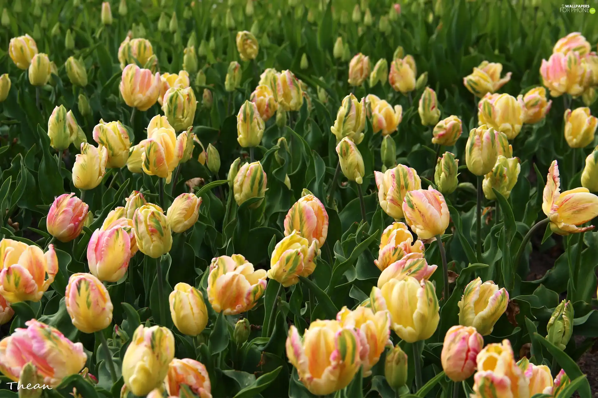 Tulips, Yellow, Pink