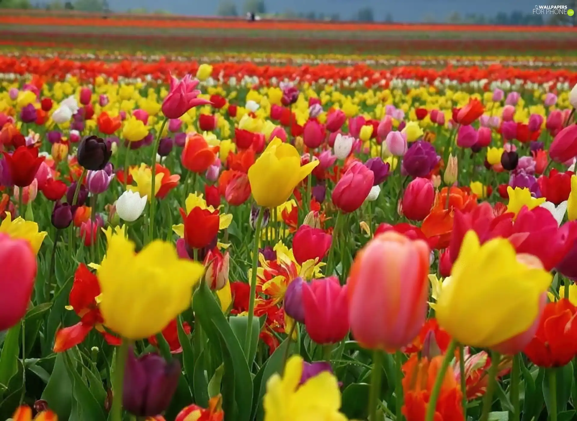 plantation, tulips