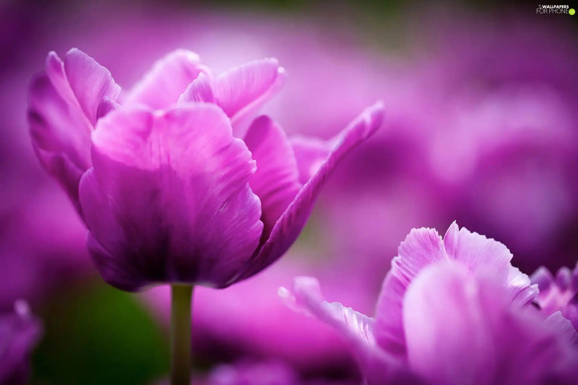 purple, Tulips