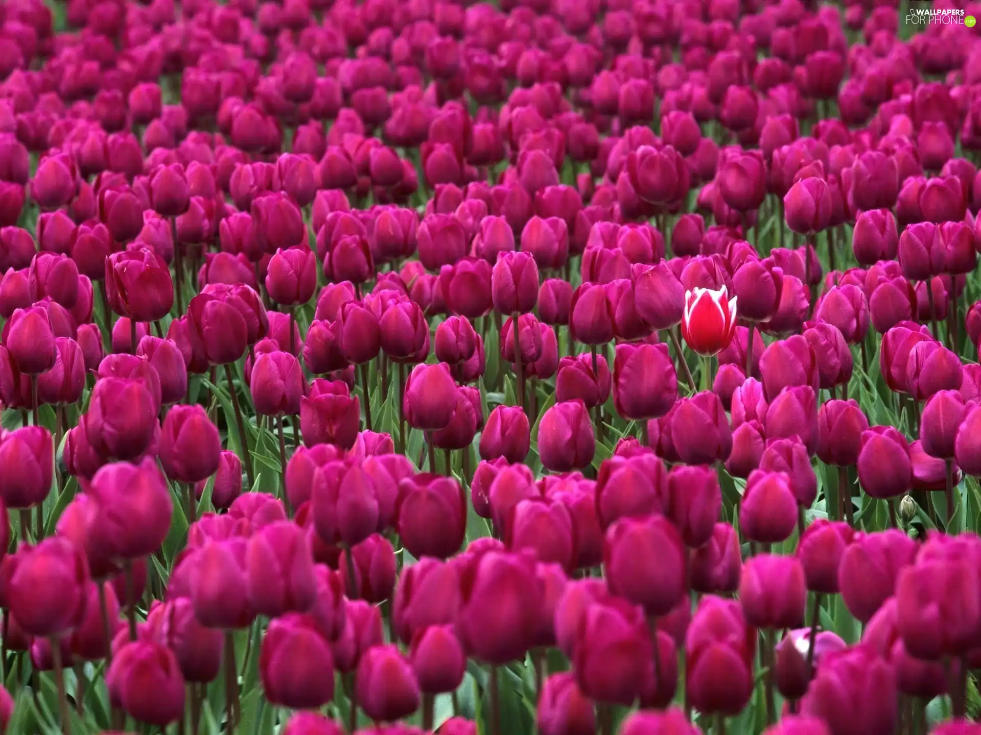 purple, Tulips