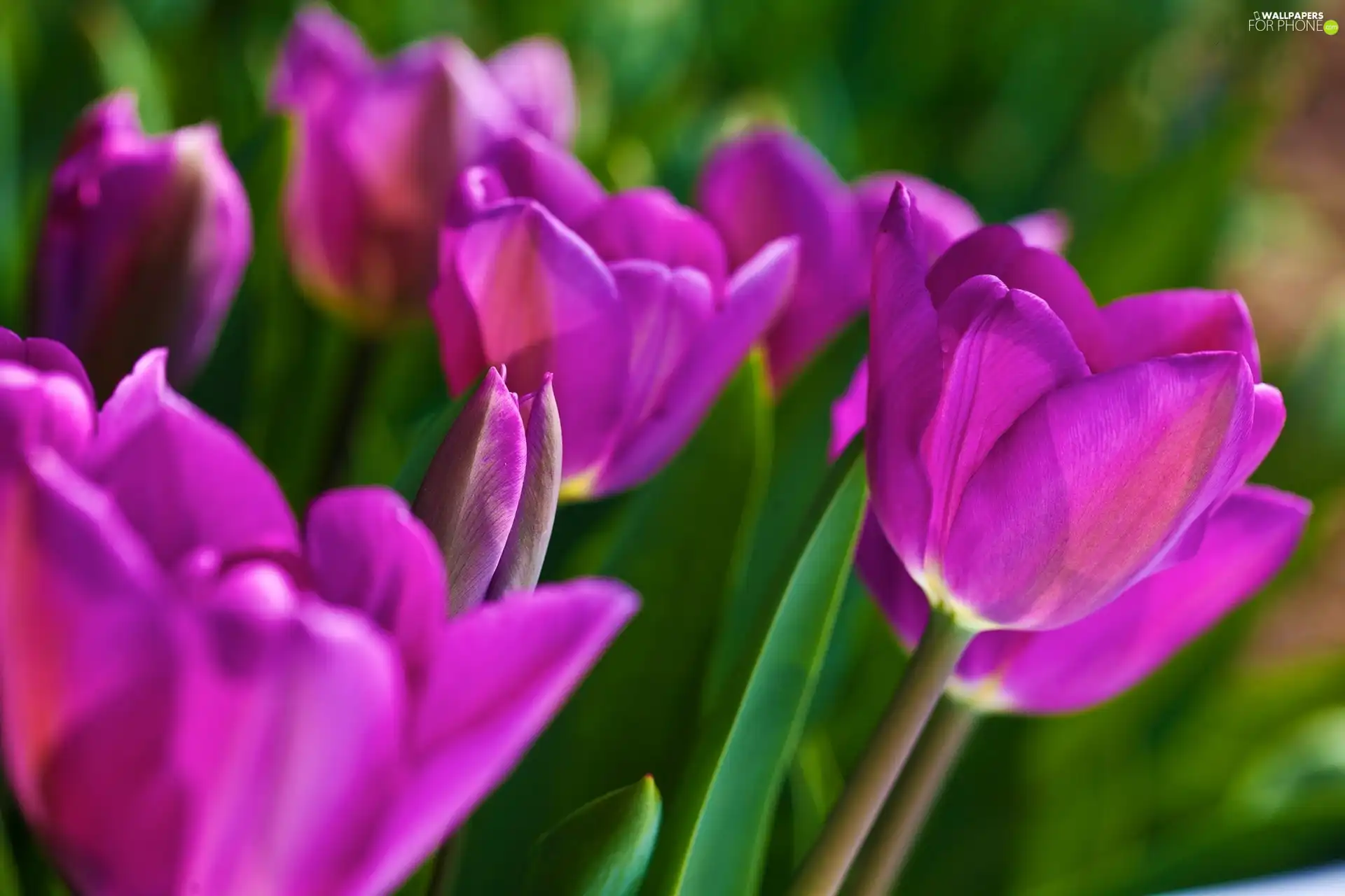 purple, Tulips