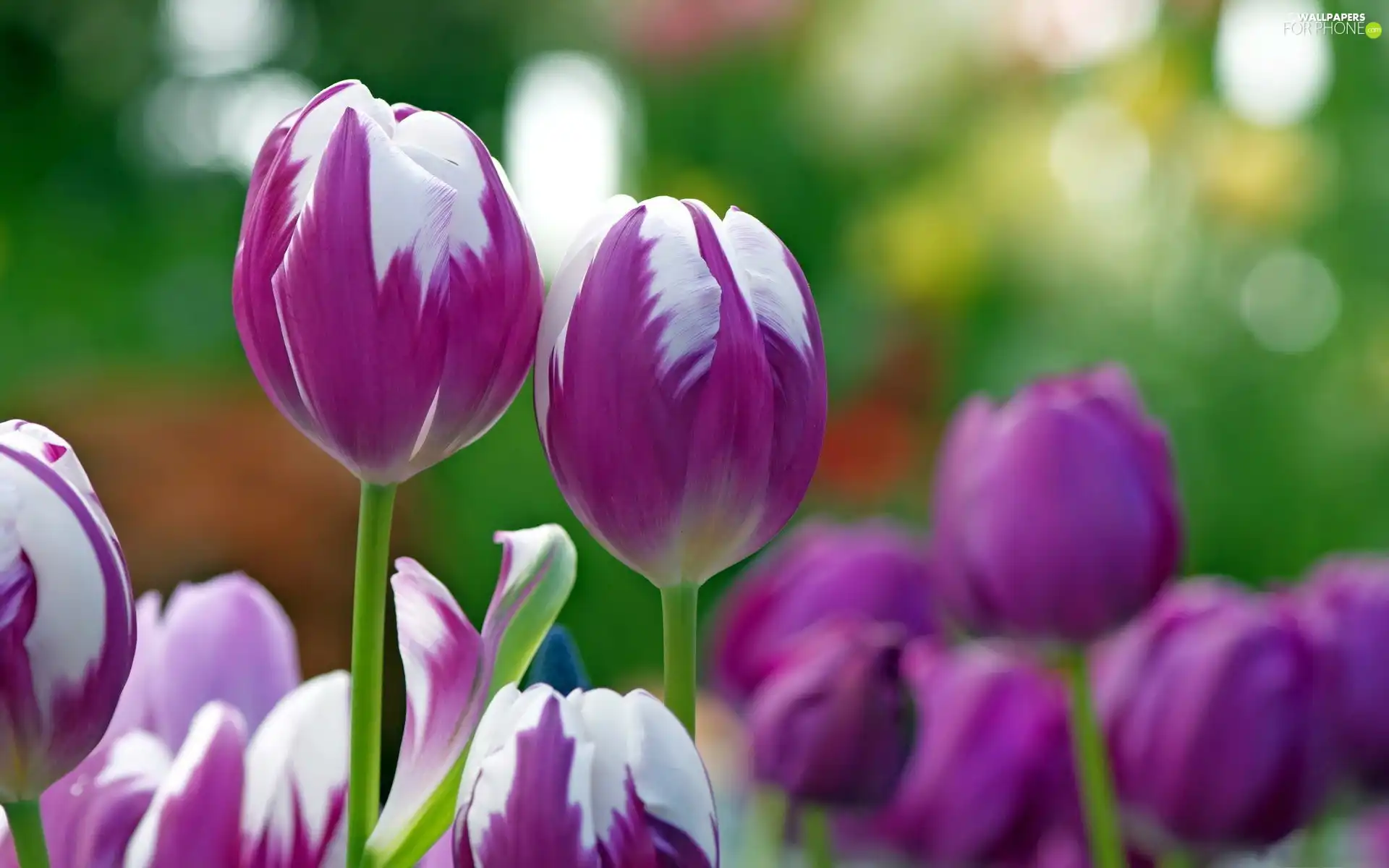 Tulips, white, purple