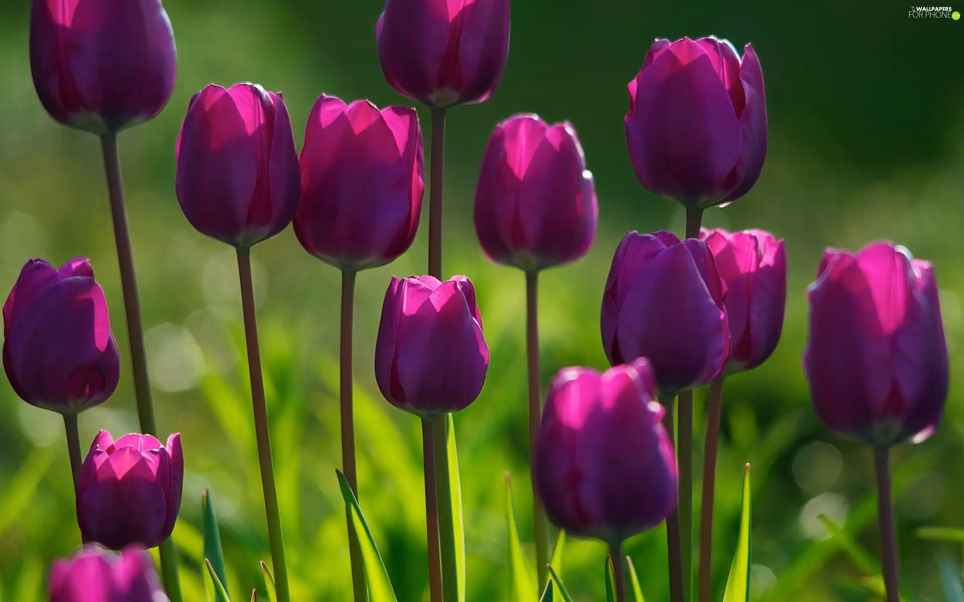 purple, Tulips