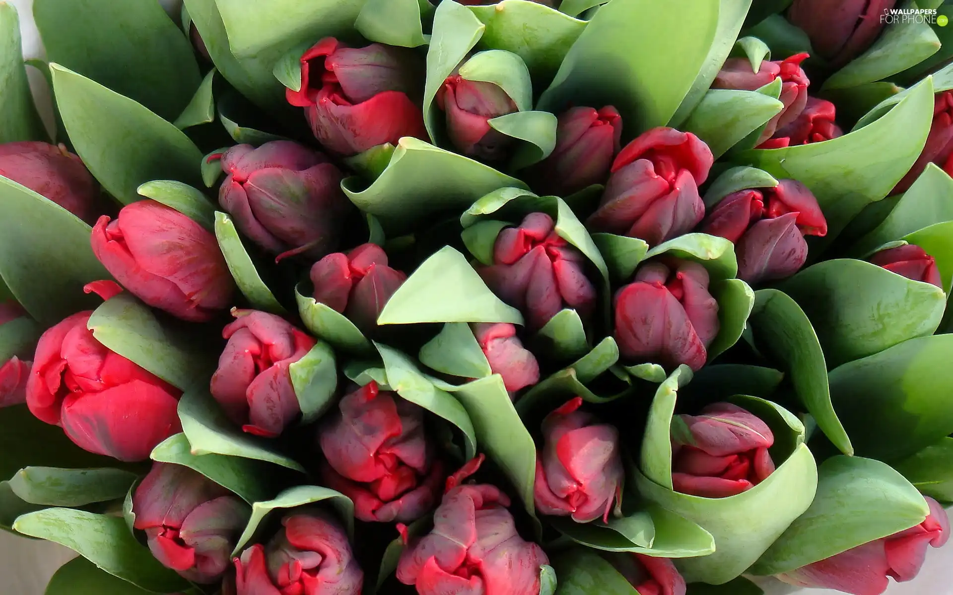 Red, Tulips