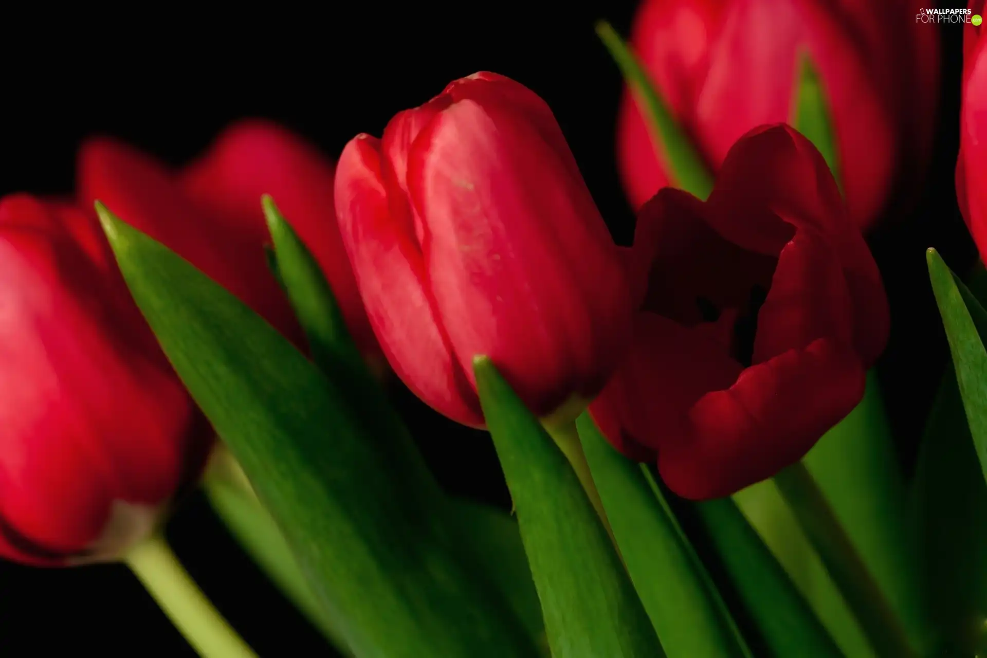 Red, Tulips