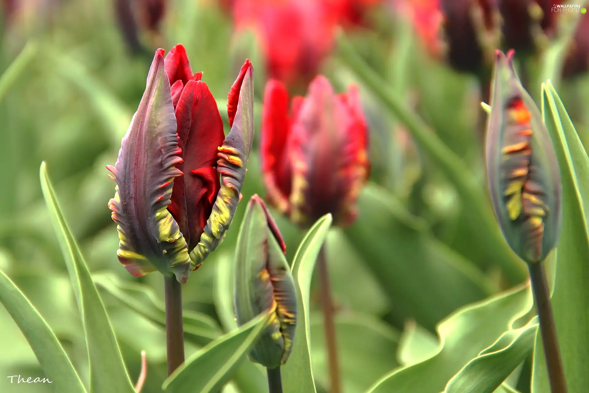 Red, Tulips