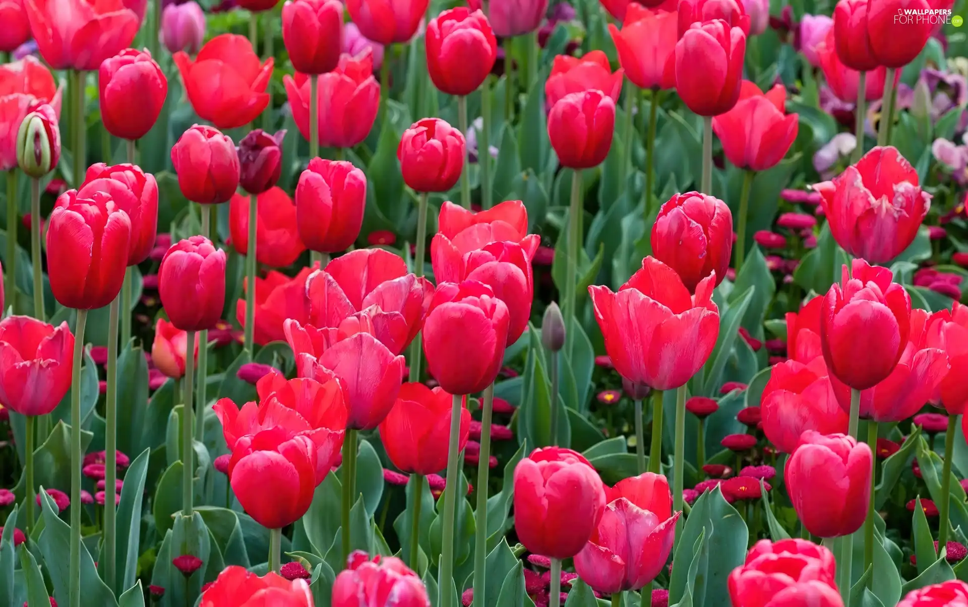 Red, Tulips