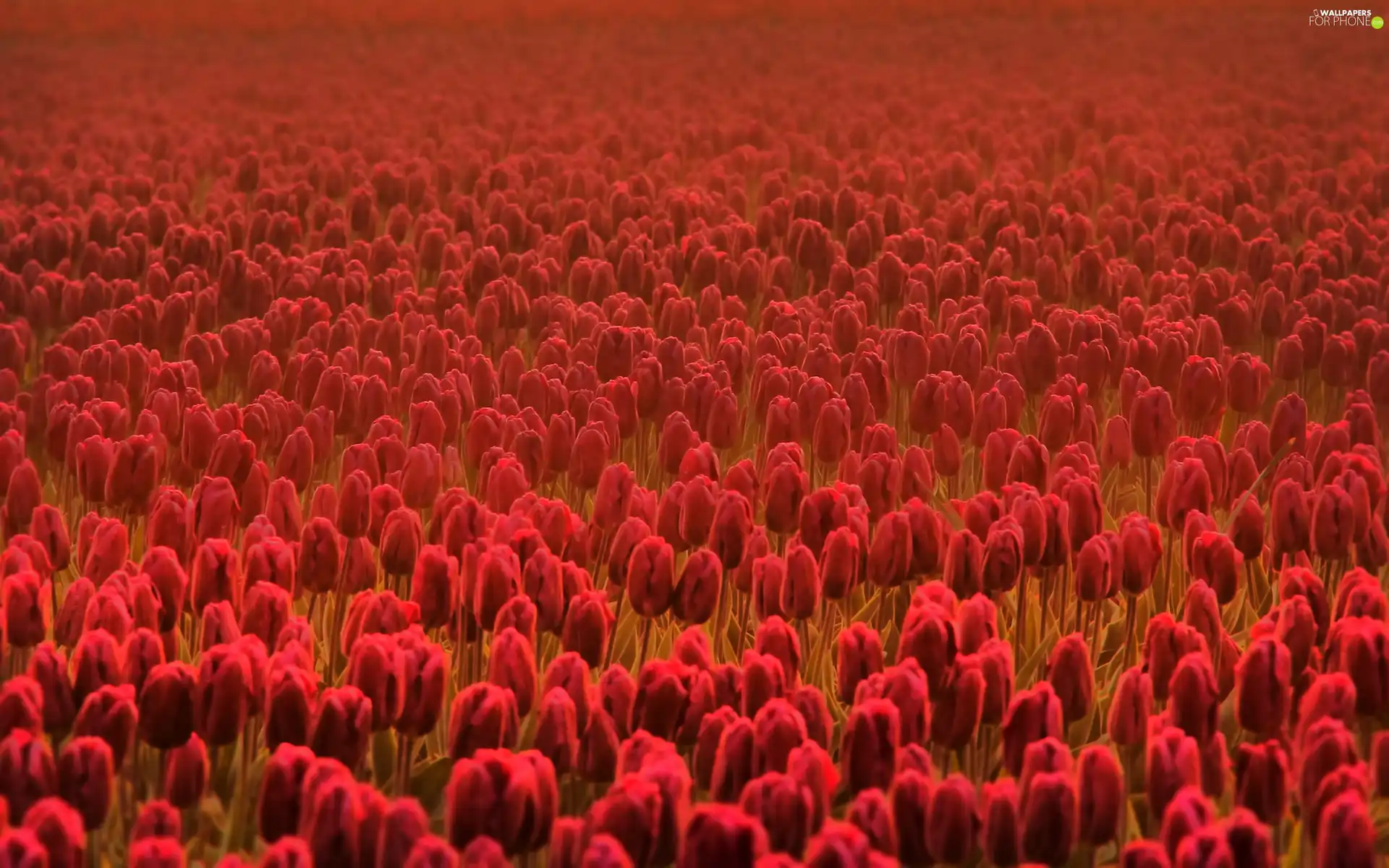 tulips, Field, red