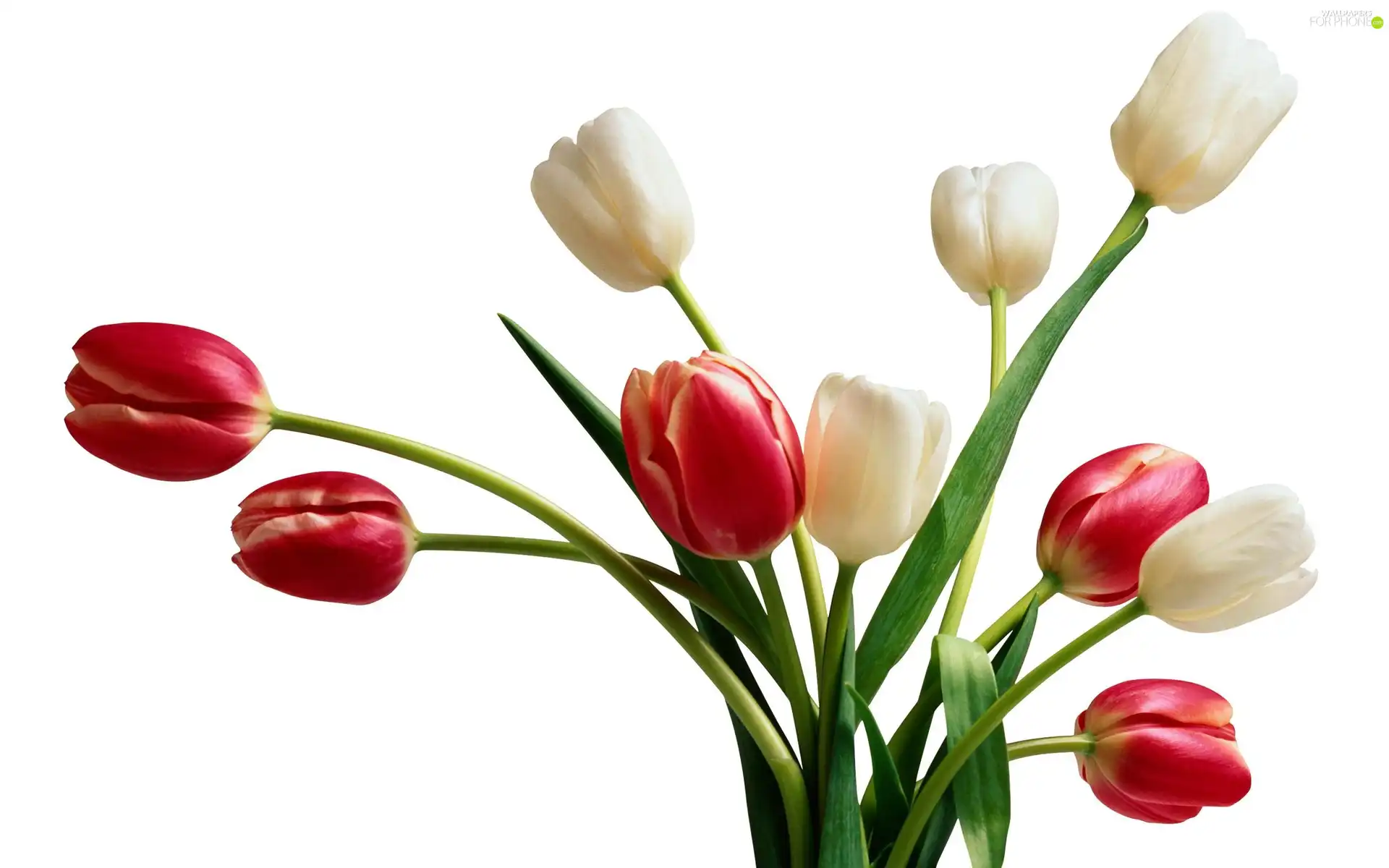 Tulips, White, Red
