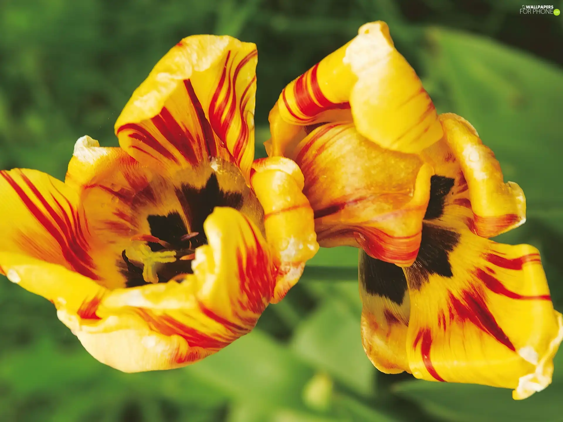 Tulips, yellow, Red